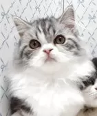 ミヌエット(短足)【岐阜県・女の子・2025年7月22日・ブルータビー&ホワイト】の写真2