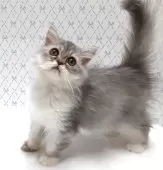 エキゾチック×ペルシャ(チンチラ)【岐阜県・男の子・2025年8月13日・シルバータビー&ホワイト】の写真2