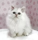 ペルシャ(チンチラ)【岐阜県・女の子・2025年9月5日・チンチラシルバー】の写真2
