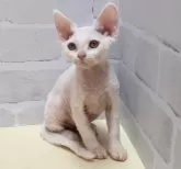 デボンレックス【岐阜県・女の子・2024年12月2日・ホワイト】の写真2