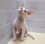 デボンレックス【岐阜県・女の子・2024年12月2日・ホワイト】の写真4