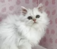 ペルシャ(チンチラ)【岐阜県・女の子・2025年9月5日・チンチラシルバー】の写真4