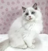 ラグドール【岐阜県・男の子・2025年9月1日・ブルーポントバイカラー】の写真5