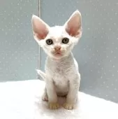 デボンレックス【岐阜県・男の子・2025年3月3日・ホワイト】の写真5