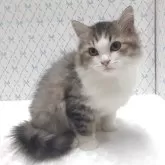 ラグドール×チンチラペルシャ【岐阜県・女の子・2025年8月11日・ブラウンタビー&ホワイト】の写真5