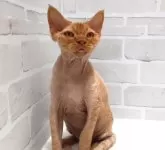 デボンレックス【岐阜県・男の子・2024年9月13日・レッドタビー】の写真5