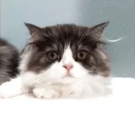 ミヌエット(長足)【岐阜県・男の子・2025年7月22日・ブルータビー&ホワイト】の写真3