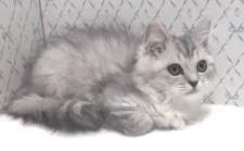 ラグドール×チンチラペルシャ【岐阜県・女の子・2025年8月11日・シルバータビー&ホワイト】の写真5