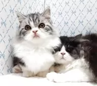 ミヌエット(短足)【岐阜県・女の子・2025年7月22日・ブルータビー&ホワイト】の写真5