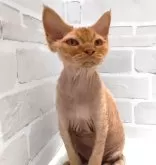 デボンレックス【岐阜県・男の子・2024年9月13日・レッドタビー】の写真6