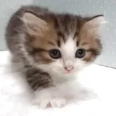 ラグドール×チンチラペルシャ【岐阜県・女の子・2025年8月11日・ブラウンタビー&ホワイト】の写真6