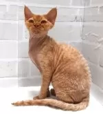 デボンレックス【岐阜県・男の子・2024年9月13日・レッドタビー】の写真7