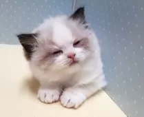 ラグドール【岐阜県・男の子・2025年1月1日・シールポイントバイカラー】の写真8