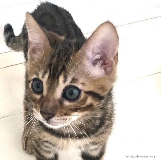 ID：2008-00350の子猫