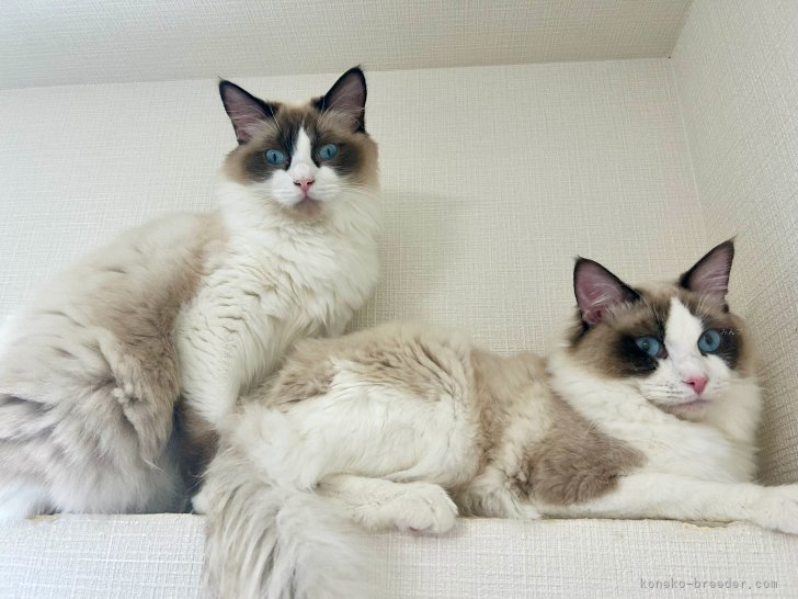 川島　美瑠(かわしま　みる)ブリーダー(埼玉県・ラグドールなど・CPA登録)の紹介写真4