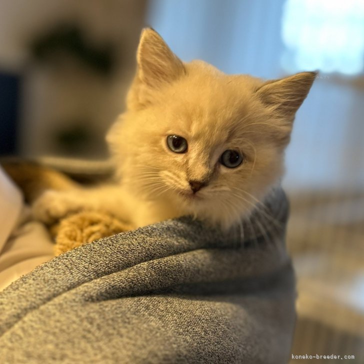 川島美瑠ブリーダー