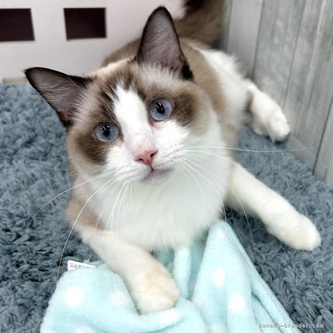 ラグドール【・女の子・2024年4月10日・シールポイントバイカラー】