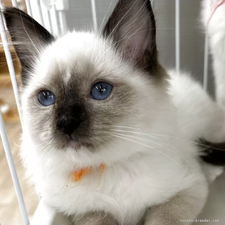 ラグドール【埼玉県・男の子・2025年8月10日・シールポイントミテッド】の写真1