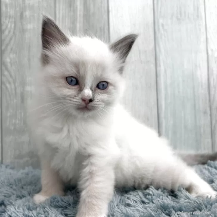 ラグドール【埼玉県・男の子・2025年9月26日・ブルーポイントバイカラー】の写真1「生後40日、体重615g！離乳食始めました。」