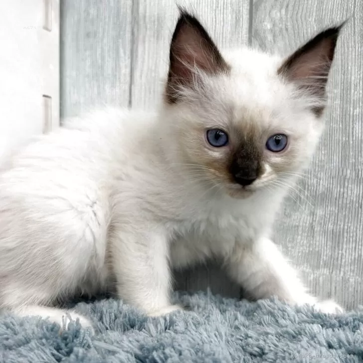 ID：2510-02900の子猫