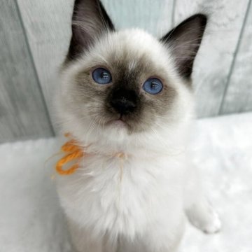 ラグドール【埼玉県・男の子・2025年8月10日・シールポイントミテッド】の写真「両親遺伝子検査クリア◎白い靴下履いてます」