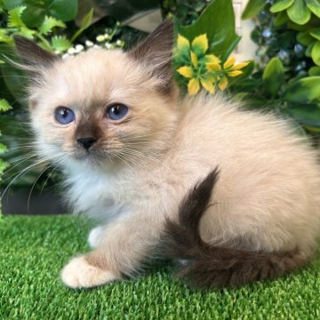 ラグドール【埼玉県・男の子・2025年8月10日・シールポイントミテッド】の写真「両親遺伝子検査クリア◎小柄だけど元気いっぱい！」