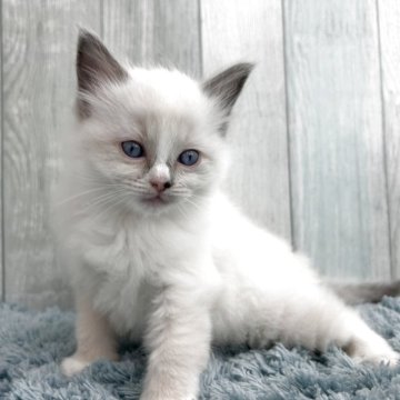ラグドール【埼玉県・男の子・2025年9月26日・ブルーポイントバイカラー】の写真「両親遺伝子検査クリア◎二人兄弟の ビッグボーイです」