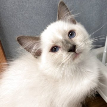 ラグドール【埼玉県・女の子・2025年8月10日・ブルーポイントミテッド】の写真「両親遺伝子検査クリア◎おっとりマイペースな女の子」