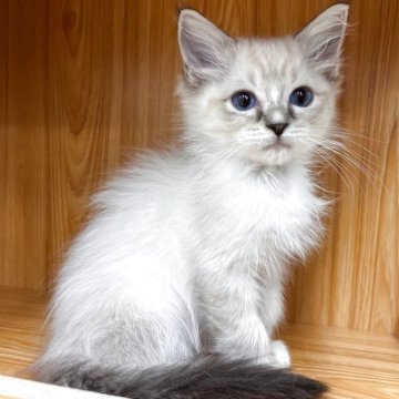 ラグドール【埼玉県・男の子・2025年8月10日・シールリンクスポイント】の写真「両親遺伝子検査クリア◎とっても甘えん坊な男の子」