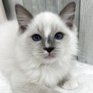 ラグドール【埼玉県・女の子・2025年8月10日・ブルーポイントミテッド】の写真「両親遺伝子検査クリア◎ブルーの瞳がキレイな女の子」