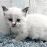 ラグドール【埼玉県・男の子・2025年9月26日・ブルーポイントバイカラー】の写真3