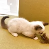 ラグドール【埼玉県・男の子・2025年8月10日・シールポイントミテッド】の写真3