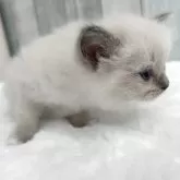 ラグドール【埼玉県・女の子・2025年11月6日・ブルーポイントミテッド】の写真10