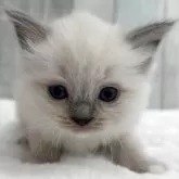 ラグドール【埼玉県・女の子・2025年11月6日・ブルーポイントミテッド】の写真7