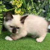 ラグドール【埼玉県・男の子・2025年8月10日・シールポイントミテッド】の写真6