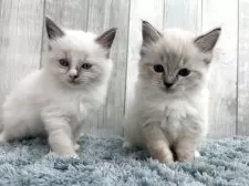 ラグドール【埼玉県・男の子・2025年9月26日・シールリンクスポイントミテッド】の写真9