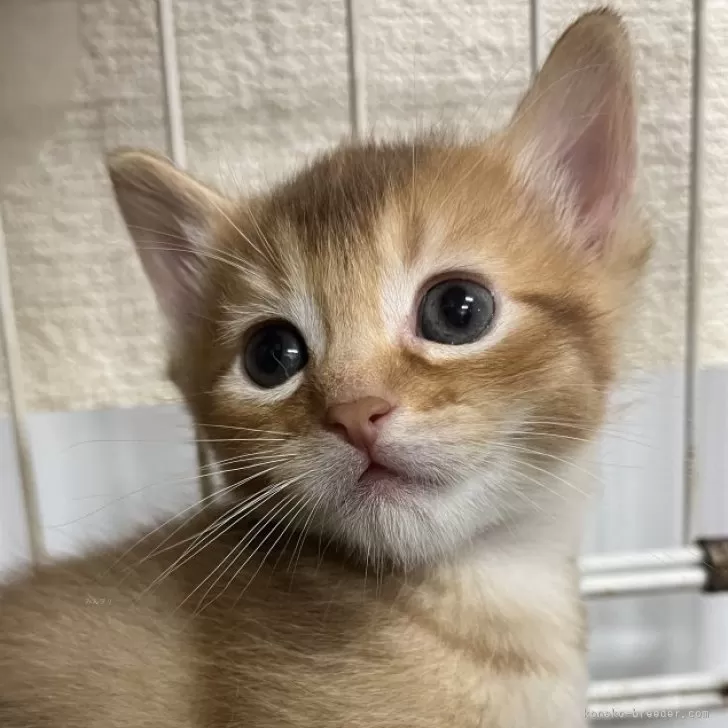 ID:2406-02722の子猫