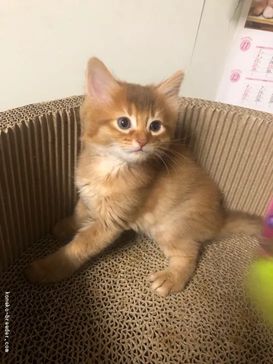 ID:2011-01154の子猫