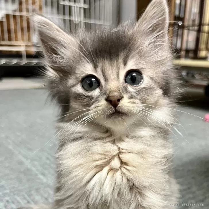 ID:2404-03007の子猫