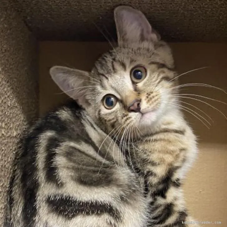 ID：2206-03274の子猫