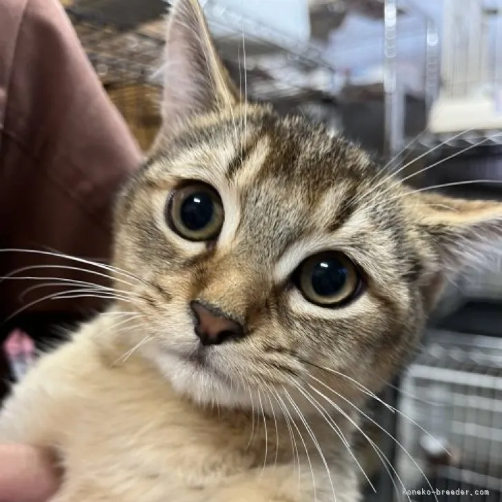 ID:2309-01148の子猫
