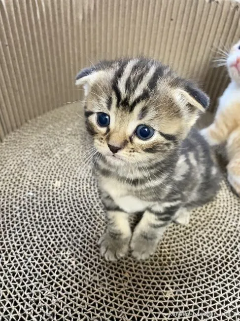 ID:2201-01608の子猫