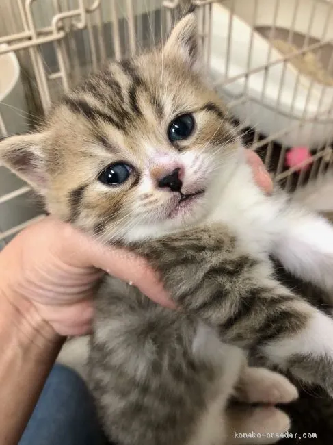 ID：2010-00650の子猫