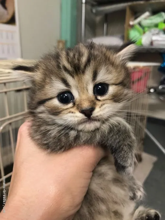 ID:2010-00693の子猫