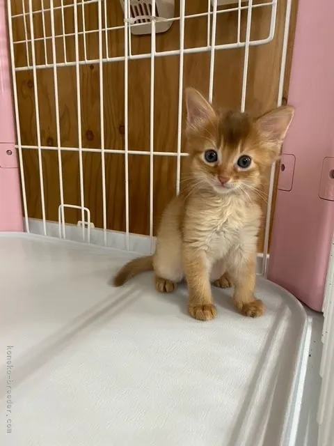 ID:2105-02449の子猫