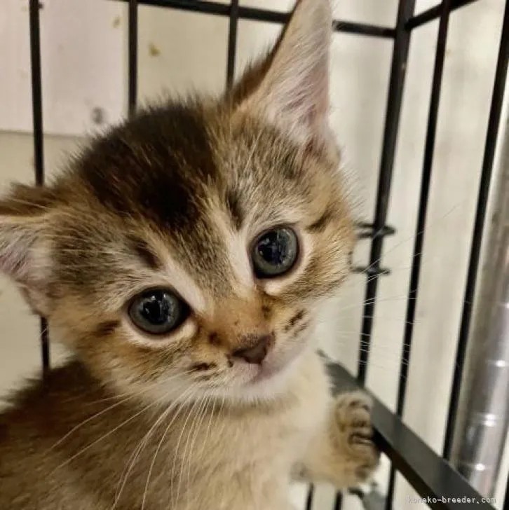 ID:2301-01294の子猫