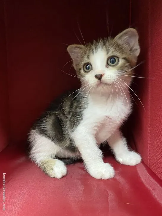 ID：2107-01903の子猫