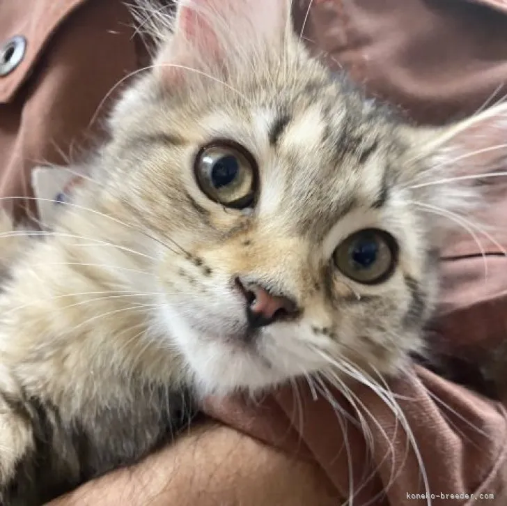 ID:2301-01292の子猫