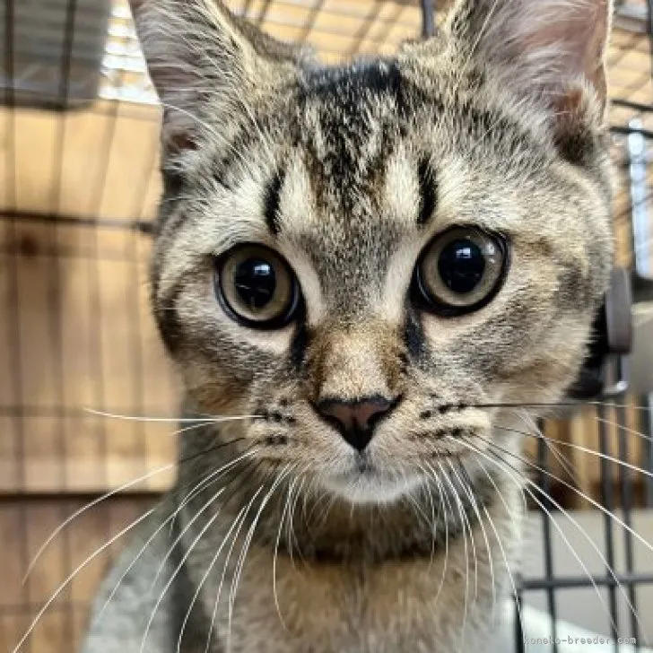 ID:2304-03506の子猫
