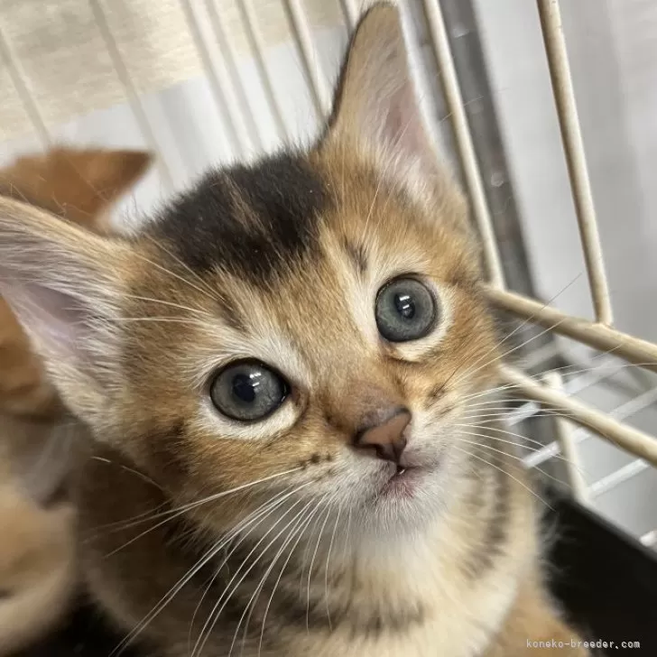 ID:2406-02720の子猫